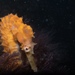 Observation photo