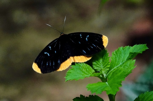 Ophthalmis lincea