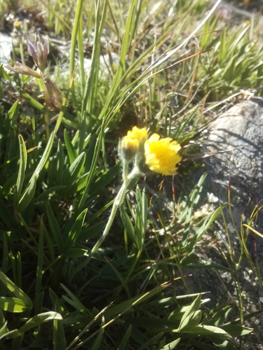 Gletsjer-havikskruid (Pilosella glacialis)