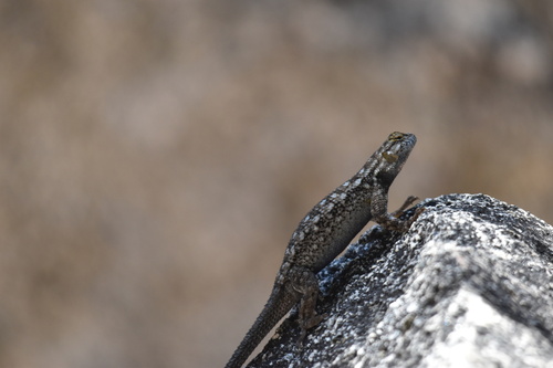 iNaturalist observation photo of Sierra Fence Lizard