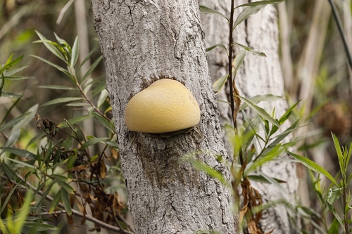 iNaturalist observation photo of Shelf Fungi