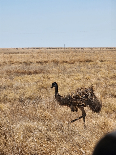 Emu