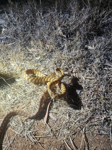 Brown Tree Snake sighting