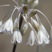 Allium paniculatum paniculatum - Photo (c) Ori Fragman-Sapir, all rights reserved, uploaded by Ori Fragman-Sapir