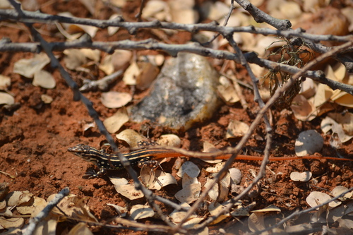 Heliobolus crawfordi
