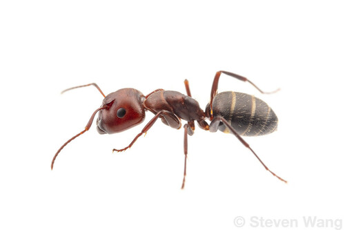 Camponotus cuauhtemocCamponotus cuauhtemoc