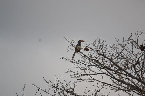 Monteiro's Hornbill