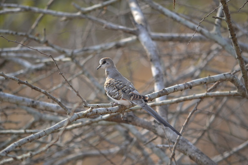 Namaqua Dove