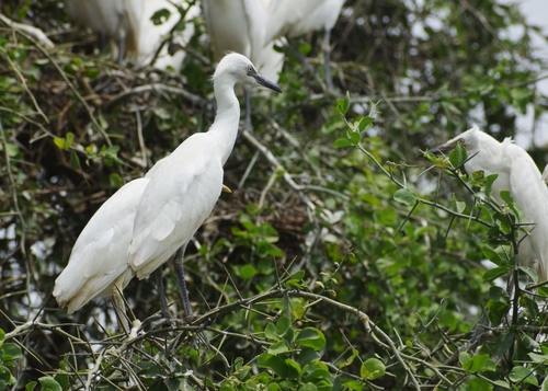 Western Cattle-Egret