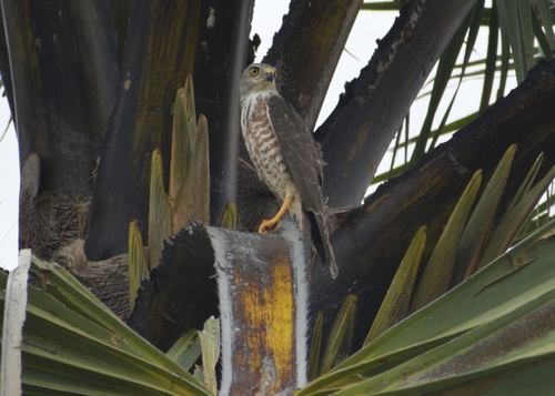 Shikra