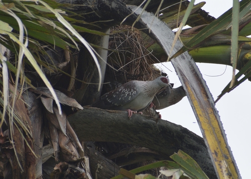 Speckled Pigeon