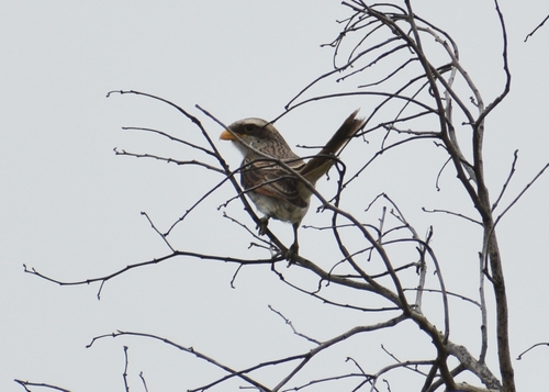 Yellow-billed Shrike