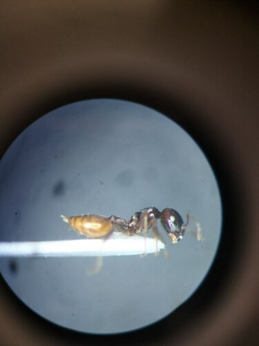 Crematogaster jacindaeCrematogaster jacindae