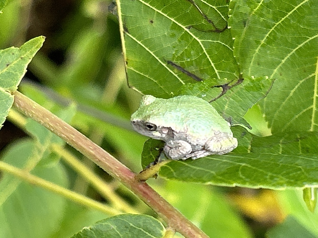 Gray Treefrog Species Complex from Patapsco Ridge Rd, Marriottsville ...