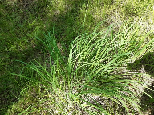 Purple moor grass