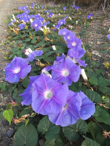 oceanblue morning glory