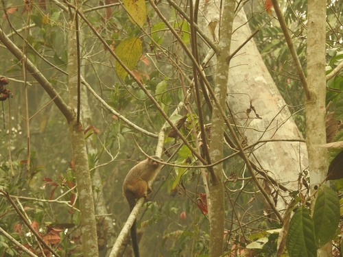 Marca's Marmoset (Mico marcai) — Vulnerable Mammalia