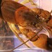 Rock Crayfish - Photo (c) brandonh1, all rights reserved, uploaded by brandonh1