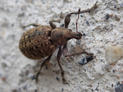 chequered weevil