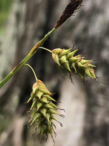 chestnut sedge (Carex castanea)