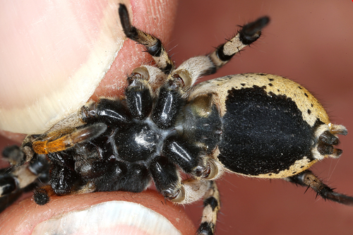 Geolycosa vultuosa