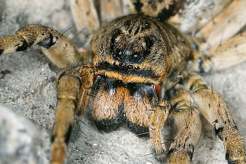Geolycosa vultuosa