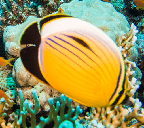 Exquisite Butterflyfish