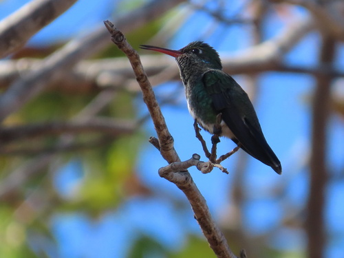Glittering-throated Emerald