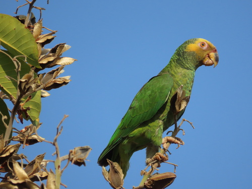 Yellow-faced Parrot