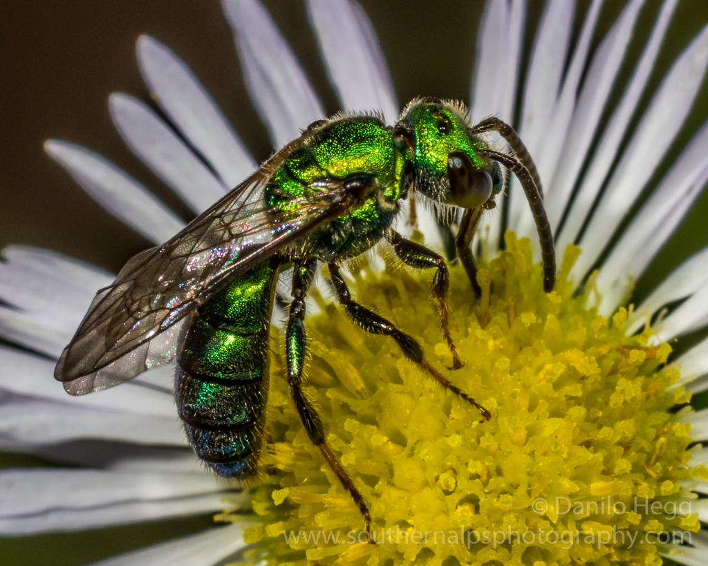 Metallic Green Sweat Bee