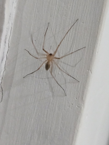 Cosmopolitan Spider Hunter