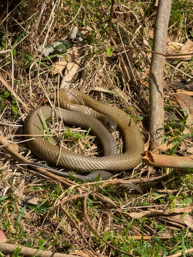 Tiger Snake sighting