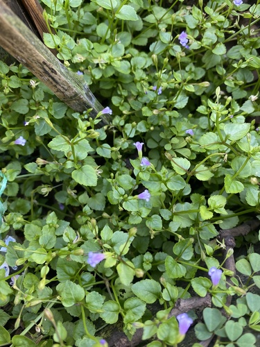 Brittle False Pimpernel