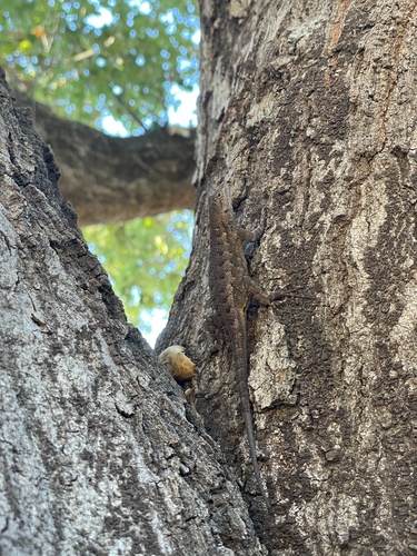 iNaturalist observation photo of Western Fence Lizard