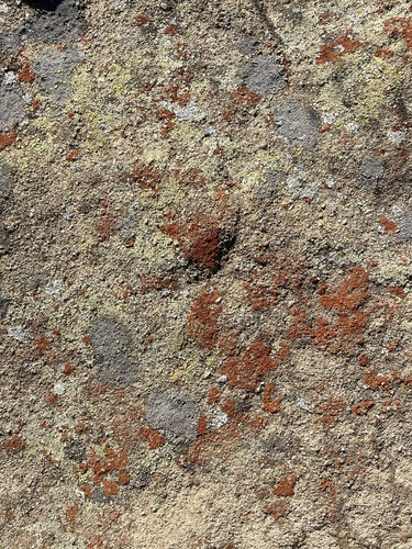 iNaturalist observation photo of Fungi Including Lichens
