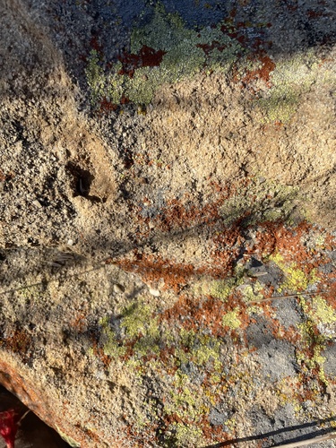 iNaturalist observation photo of Fungi Including Lichens