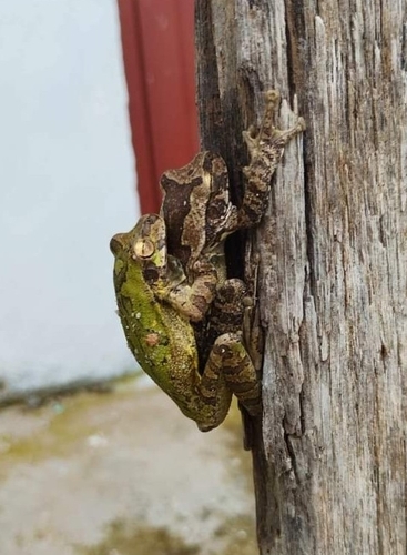 Mexican Treefrog