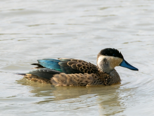 Blue-billed Teal