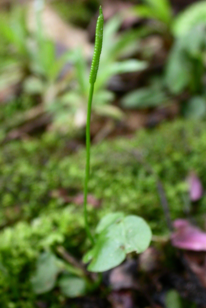 Ophioglossum reticulatum (Ophioglossum reticulatum)