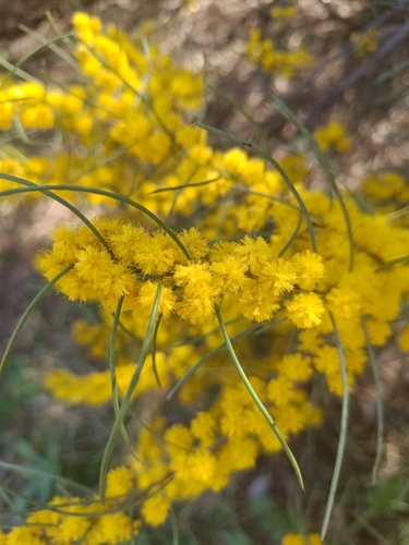Broom Wattle (Acacia calamifolia)