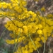 Broom Wattle - Photo (c) Watermelons!, all rights reserved, uploaded by Watermelons!