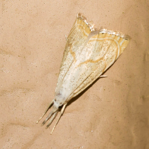 Peppered Haimbachia Moth