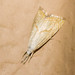 Peppered Haimbachia Moth - Photo (c) Timothy Reichard, all rights reserved, uploaded by Timothy Reichard