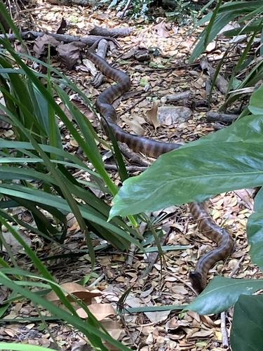 Black-headed Python sighting