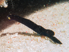 Image of Chelidonura flavolobata