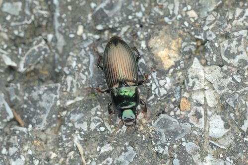 Harpalus chalcentus