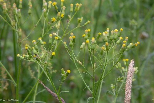 Senecio sylvaticus