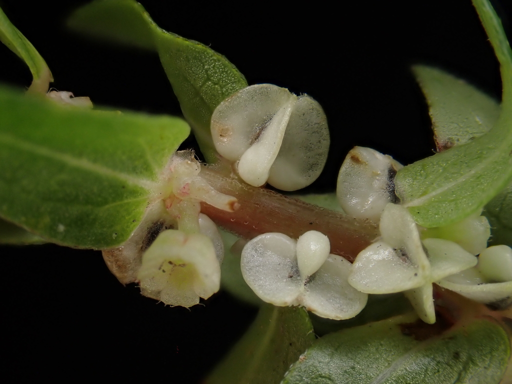 Gonostegia pentandra (Gonostegia pentandra)