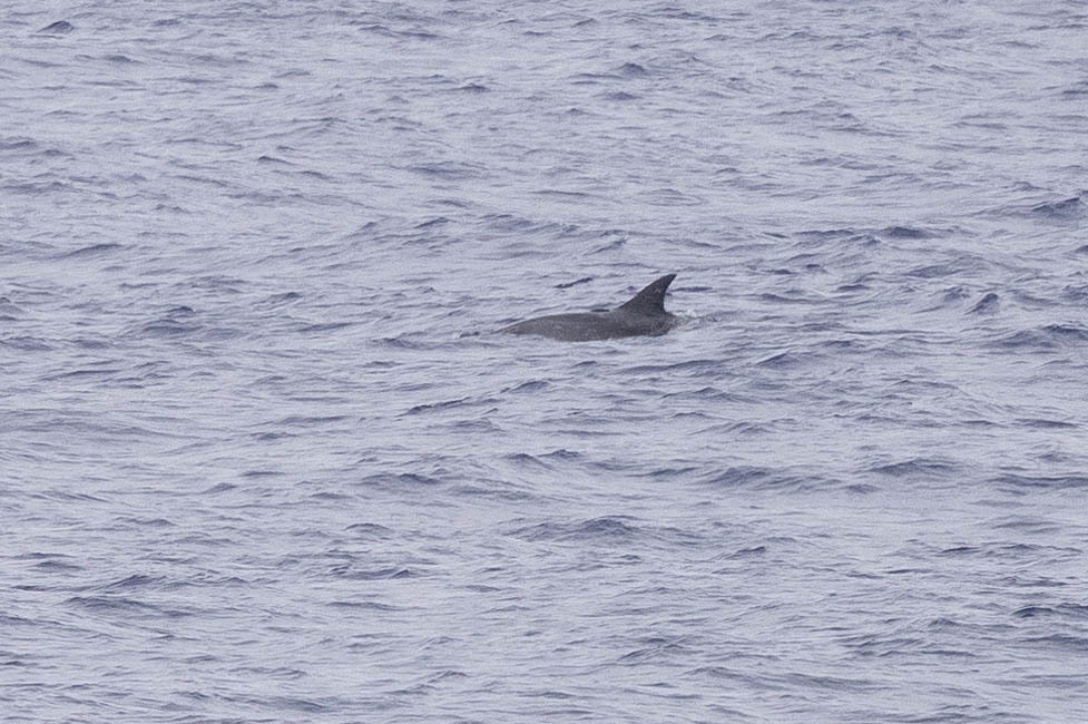 Atlantic Spotted Dolphin