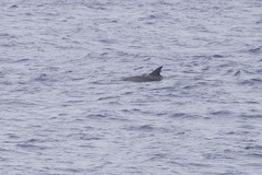 Atlantic Spotted Dolphin